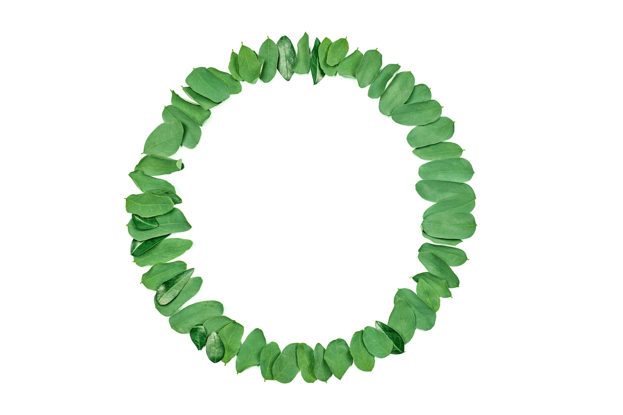 Mint green leaves as circle frame isolated on white background, empty copy space for design logo